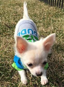 chihuahua-outside-wearing-shirt
